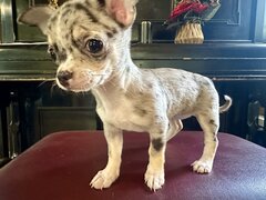 Pui Chihuahua
