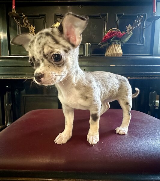 Pui Chihuahua