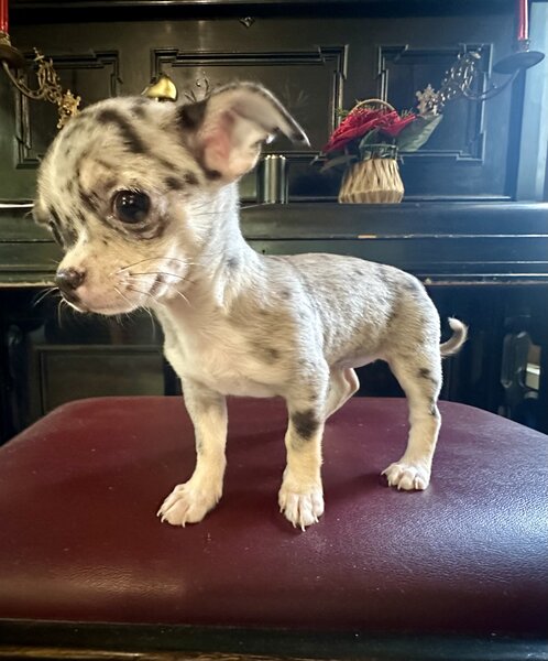 Pui Chihuahua