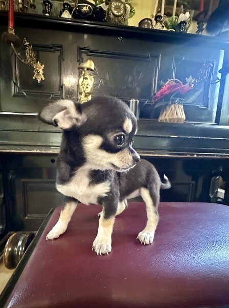 Pui Chihuahua
