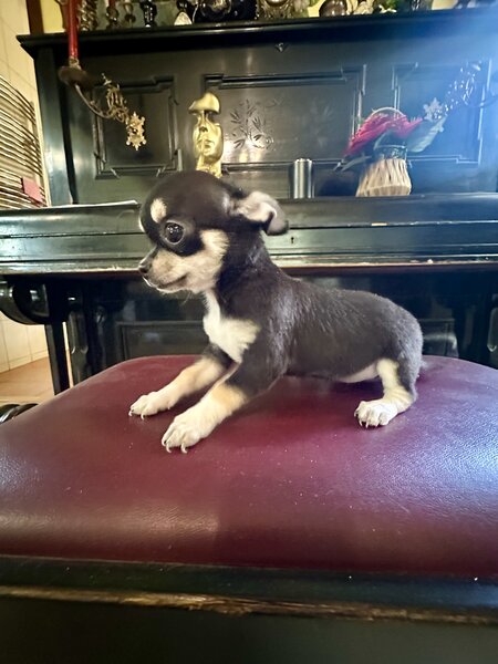Pui Chihuahua