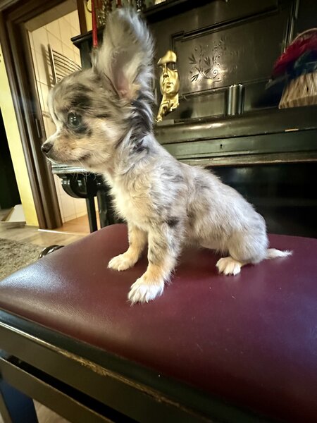 Pui Chihuahua