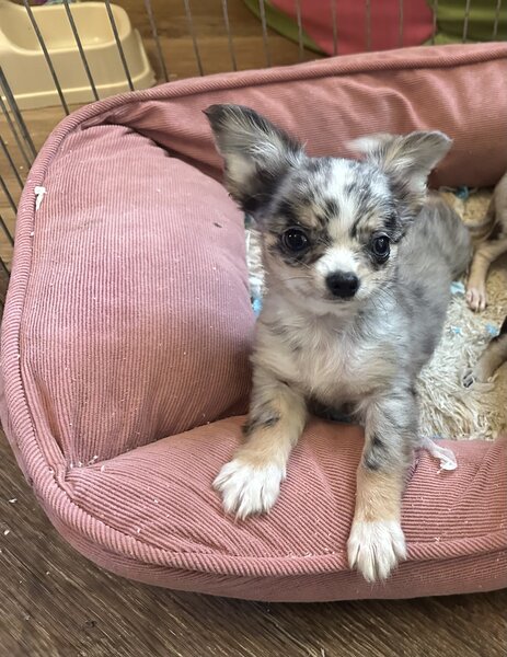 Pui Chihuahua