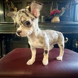 Pui Chihuahua