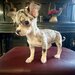 Pui Chihuahua