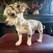 Pui Chihuahua