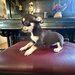 Pui Chihuahua