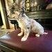 Pui Chihuahua