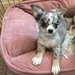 Pui Chihuahua